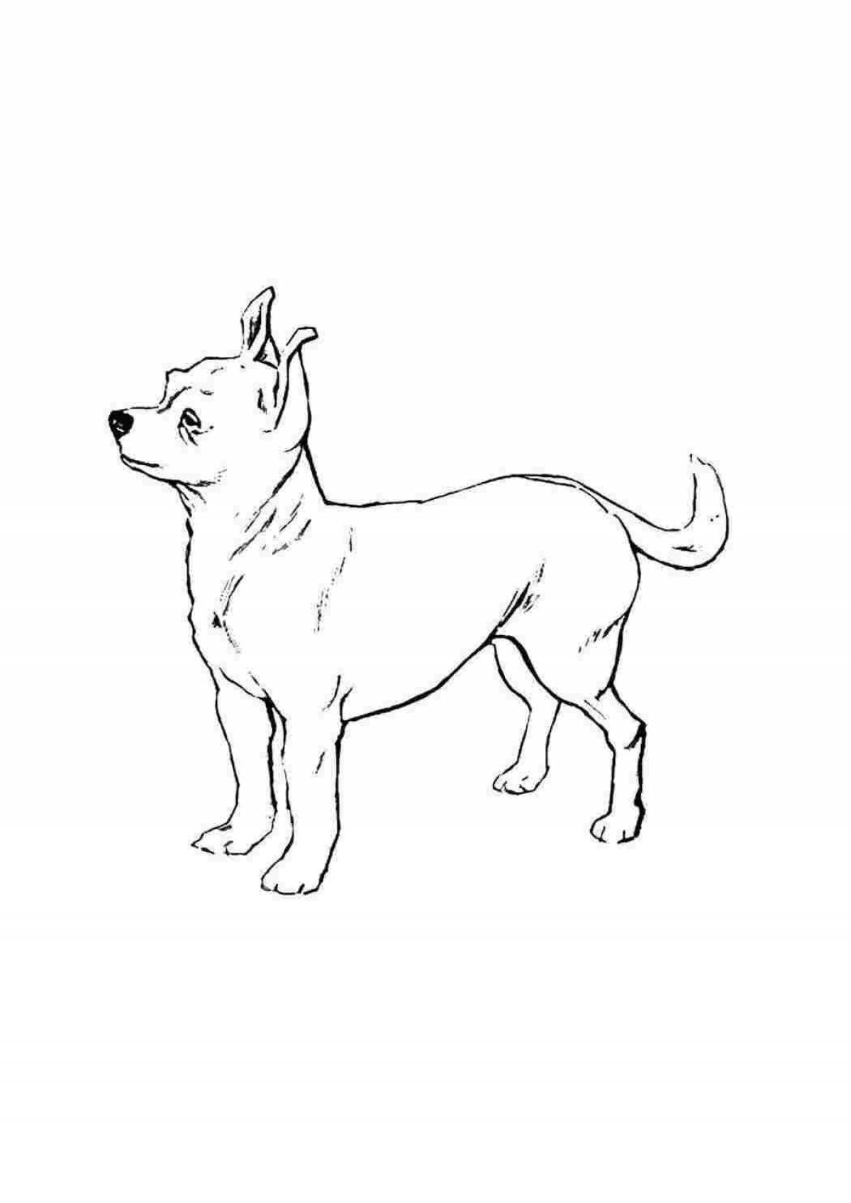 Chihuahua live coloring page