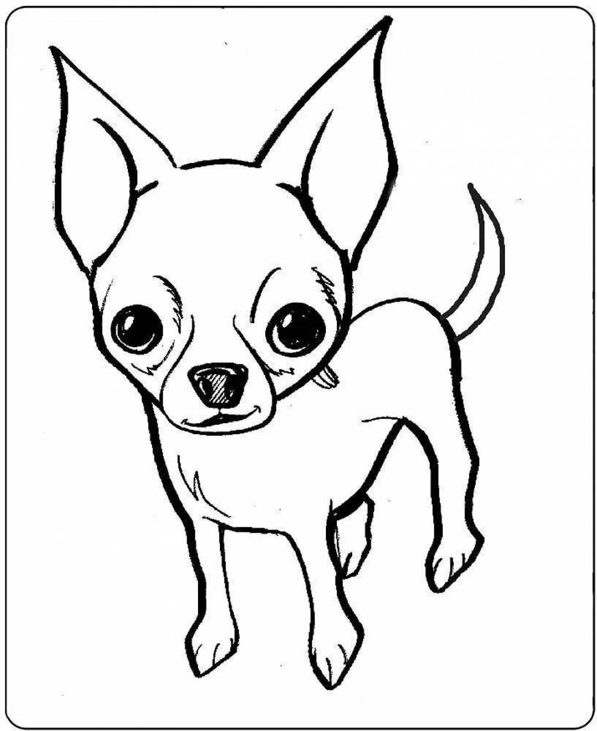 Colorful chihuahua coloring page