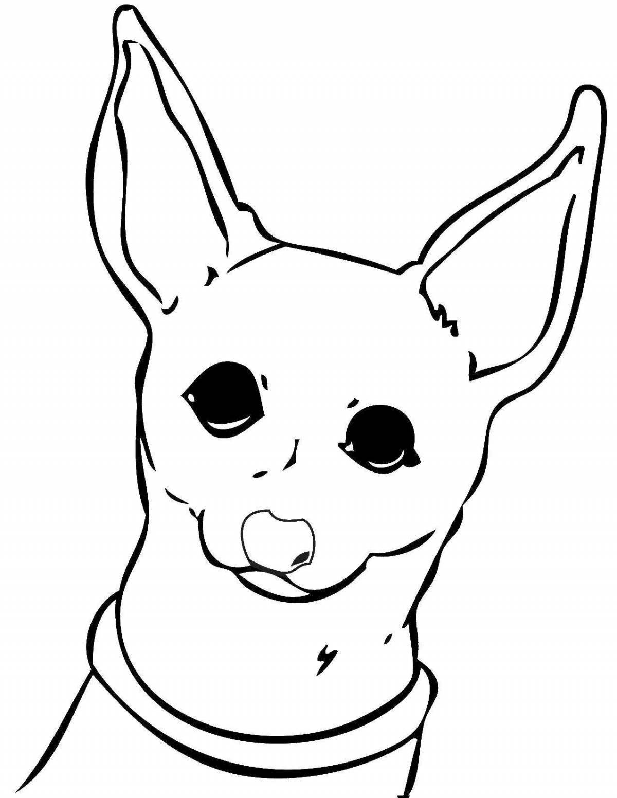 Smiling chihuahua coloring page