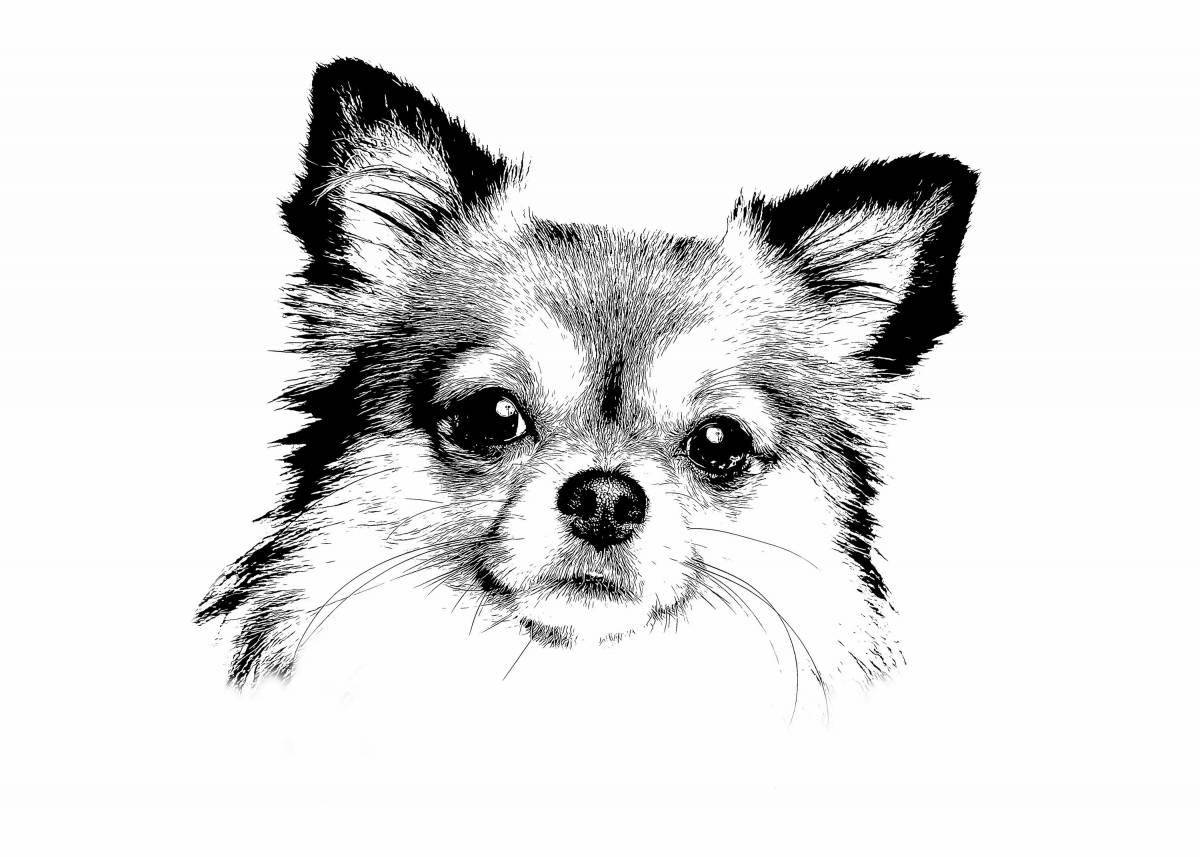 Coloring page anxious chihuahua