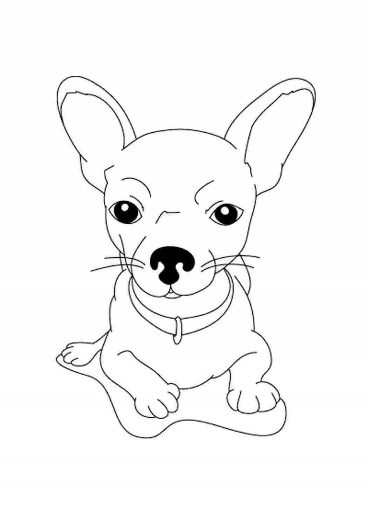Coloring book inquisitive chihuahua