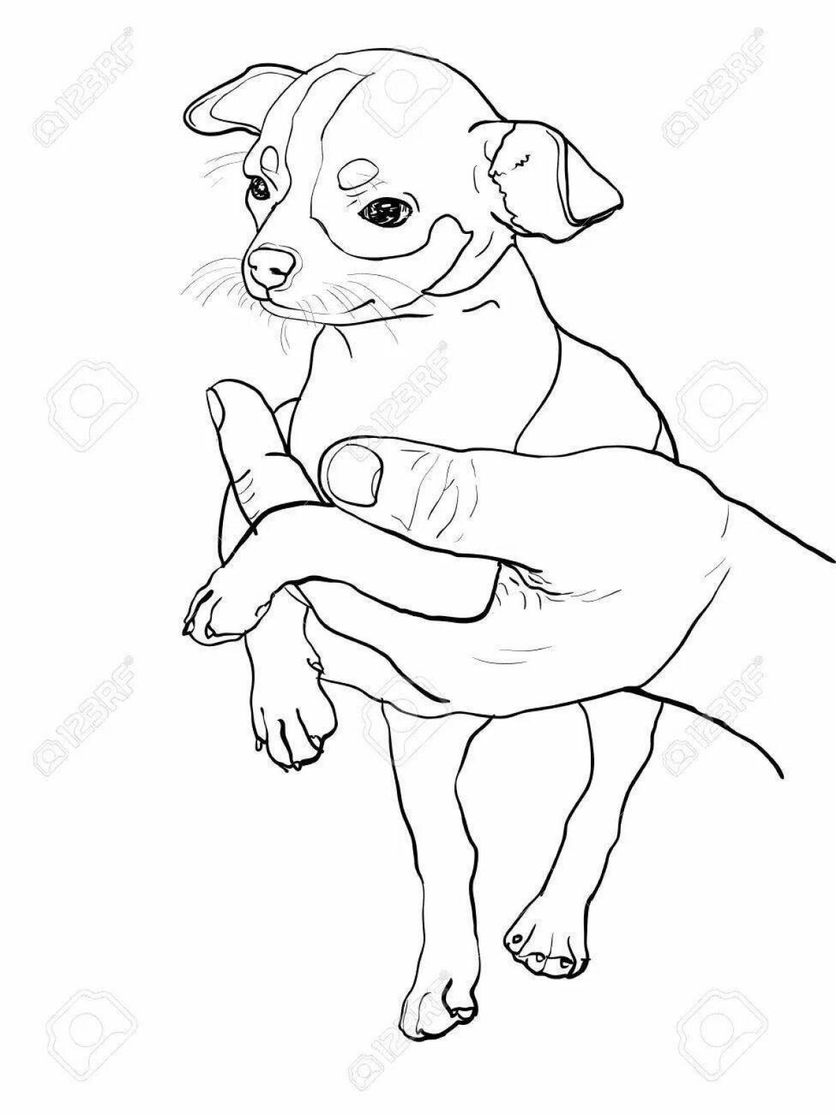 Coloring page brave chihuahua