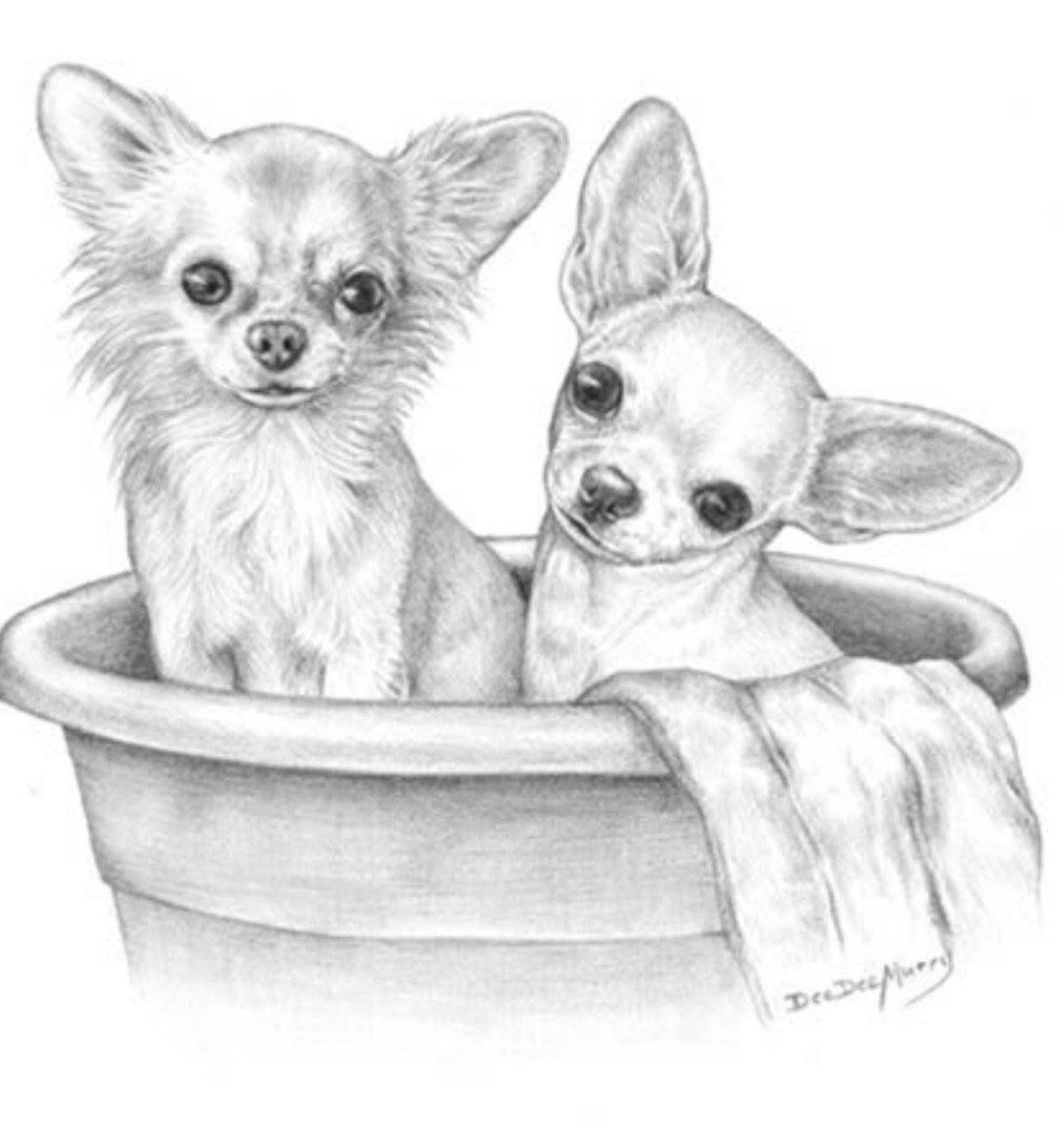 Coloring page energetic chihuahua