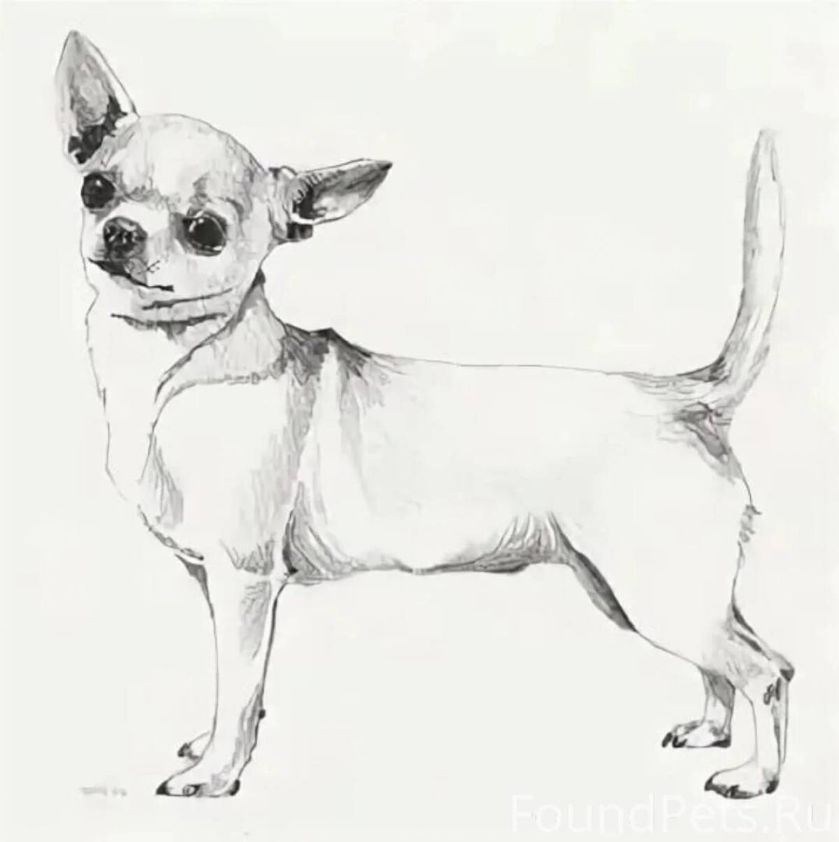 Chihuahua #8