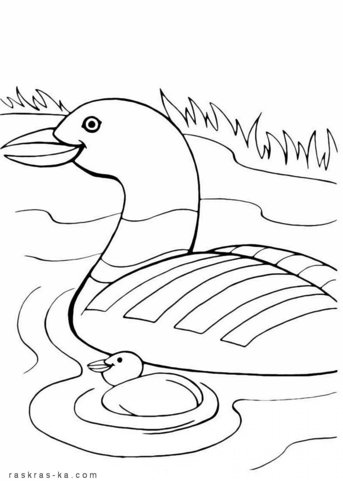 Lalafo duck #3