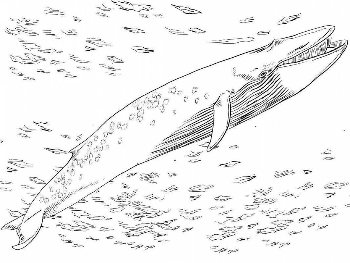 Coloring book magnificent bowhead whale