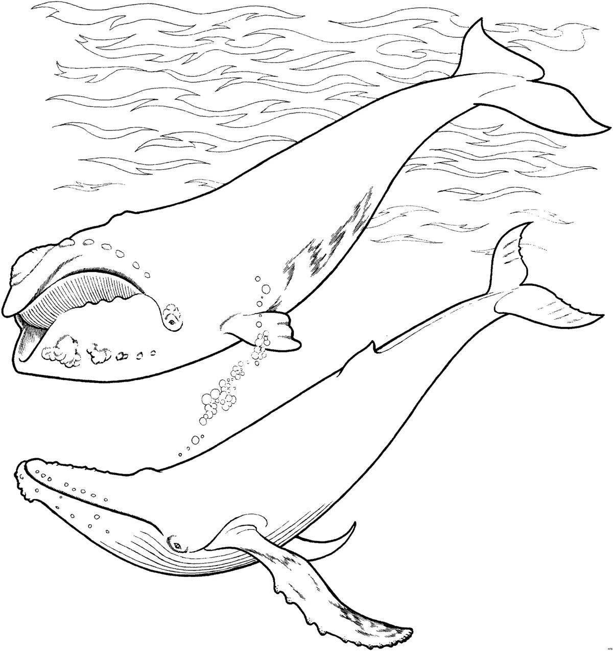 Adorable bowhead whale coloring page