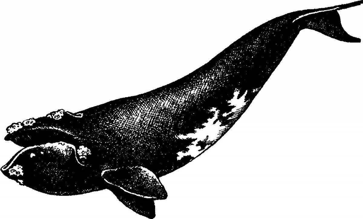 Изысканная страница раскраски гренландского кита
