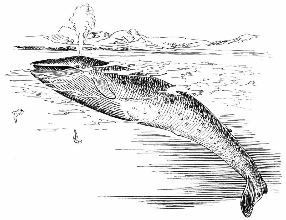Раскраска блестящий гренландский кит