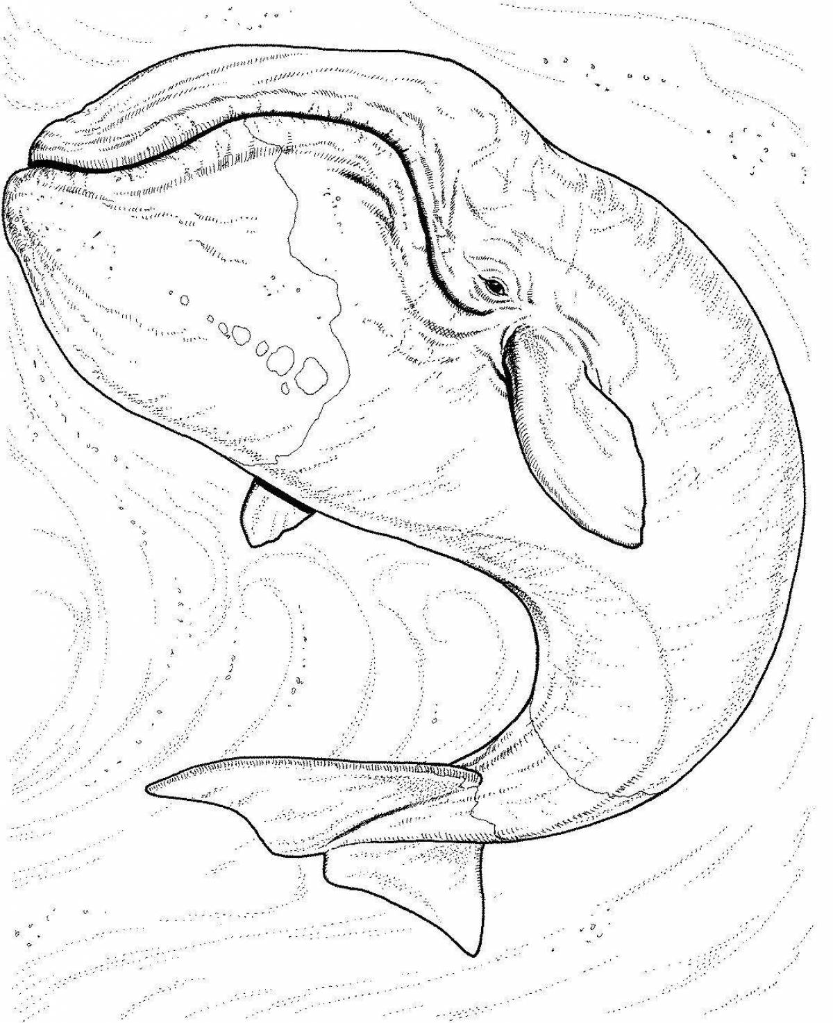 Coloring book elegant bowhead whale