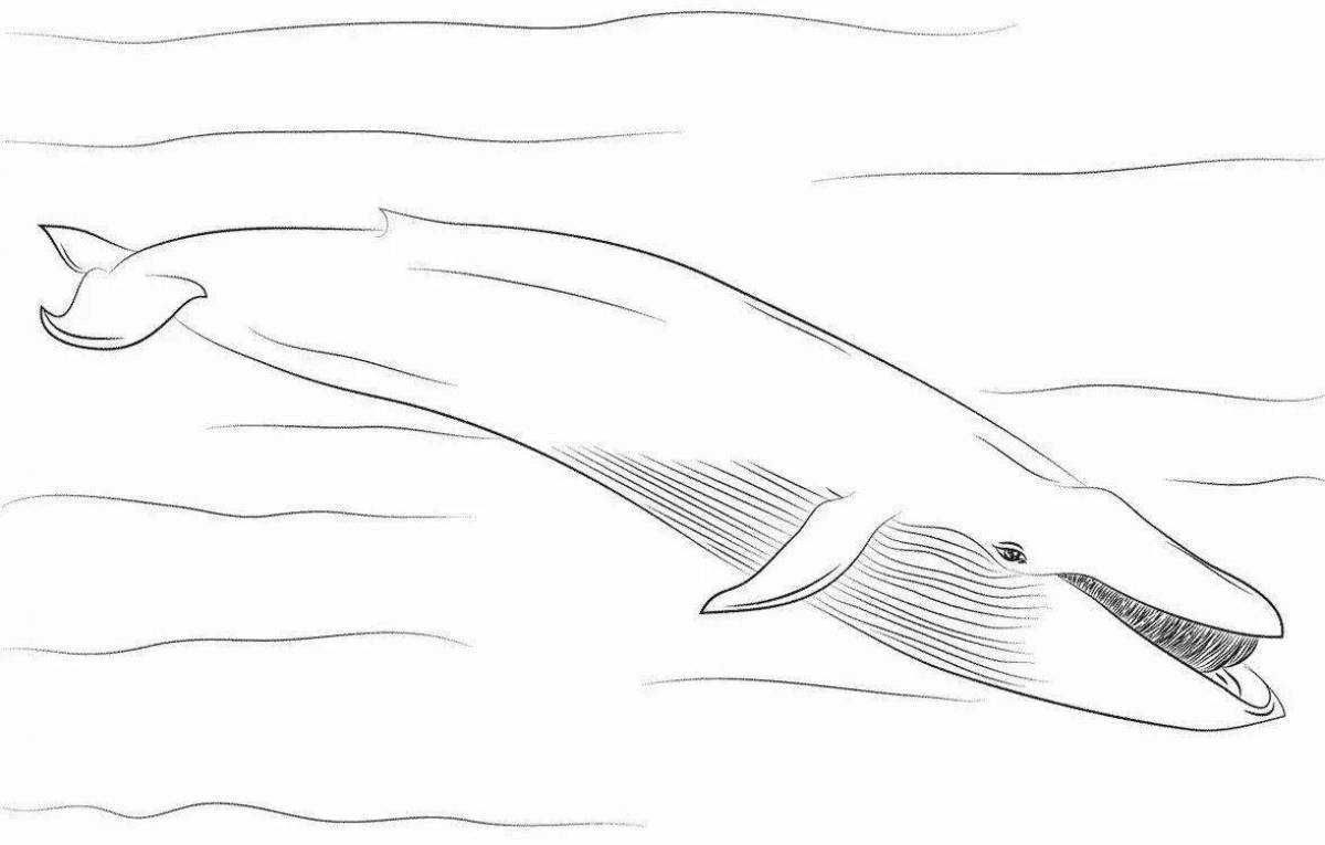 Colouring book amazing bowhead whale