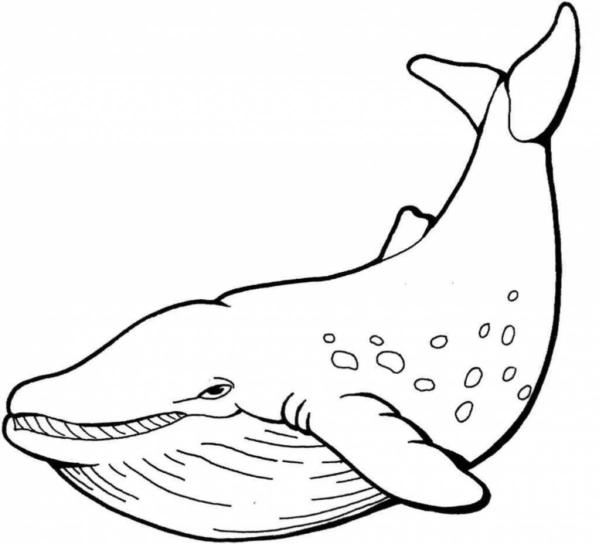 Coloring book beautiful bowhead whale