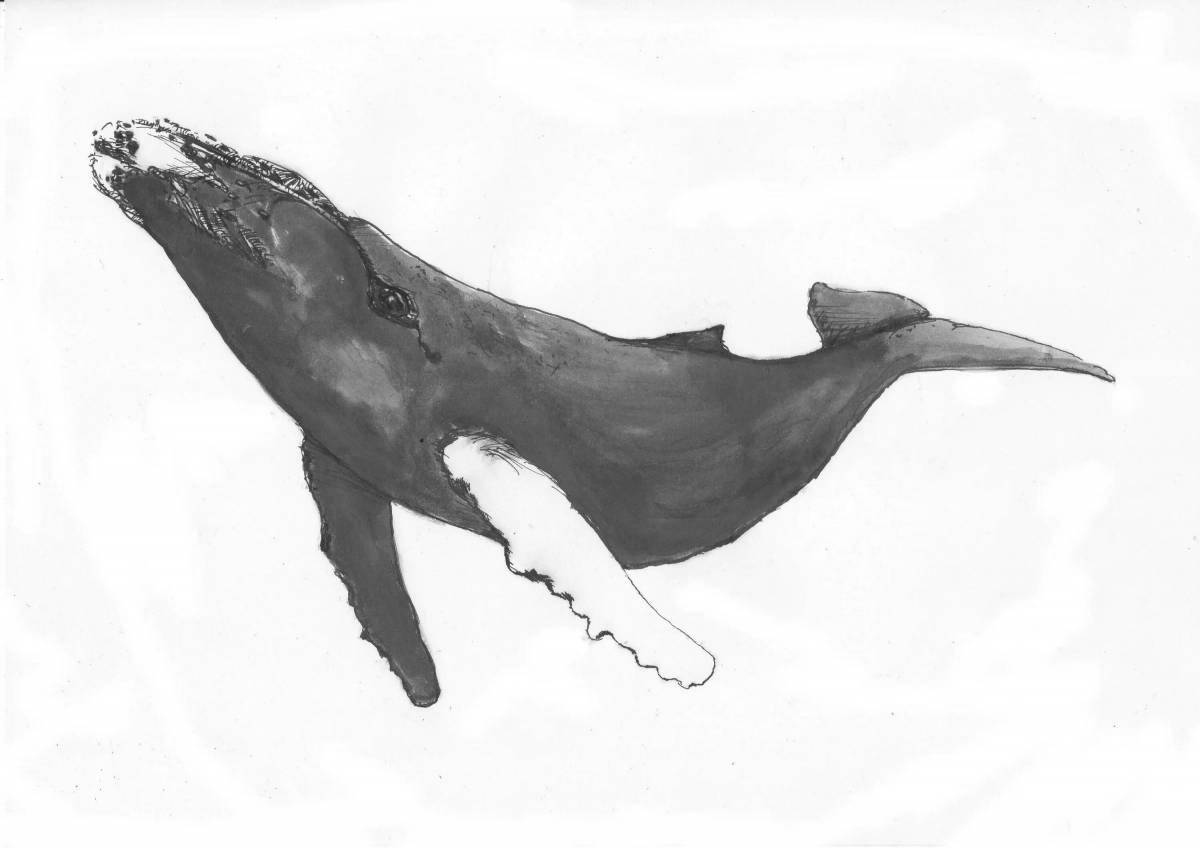 Exotic bowhead whale coloring page