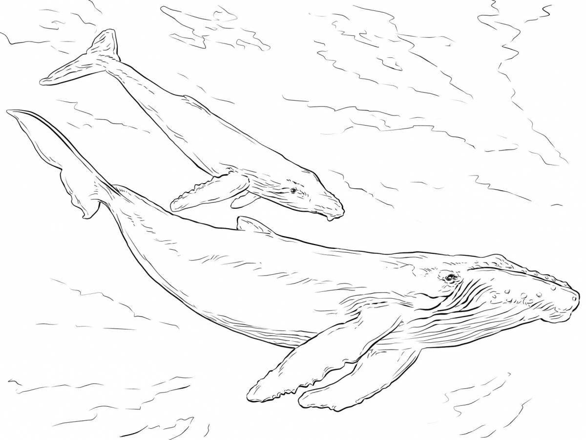 Fun coloring bowhead whale