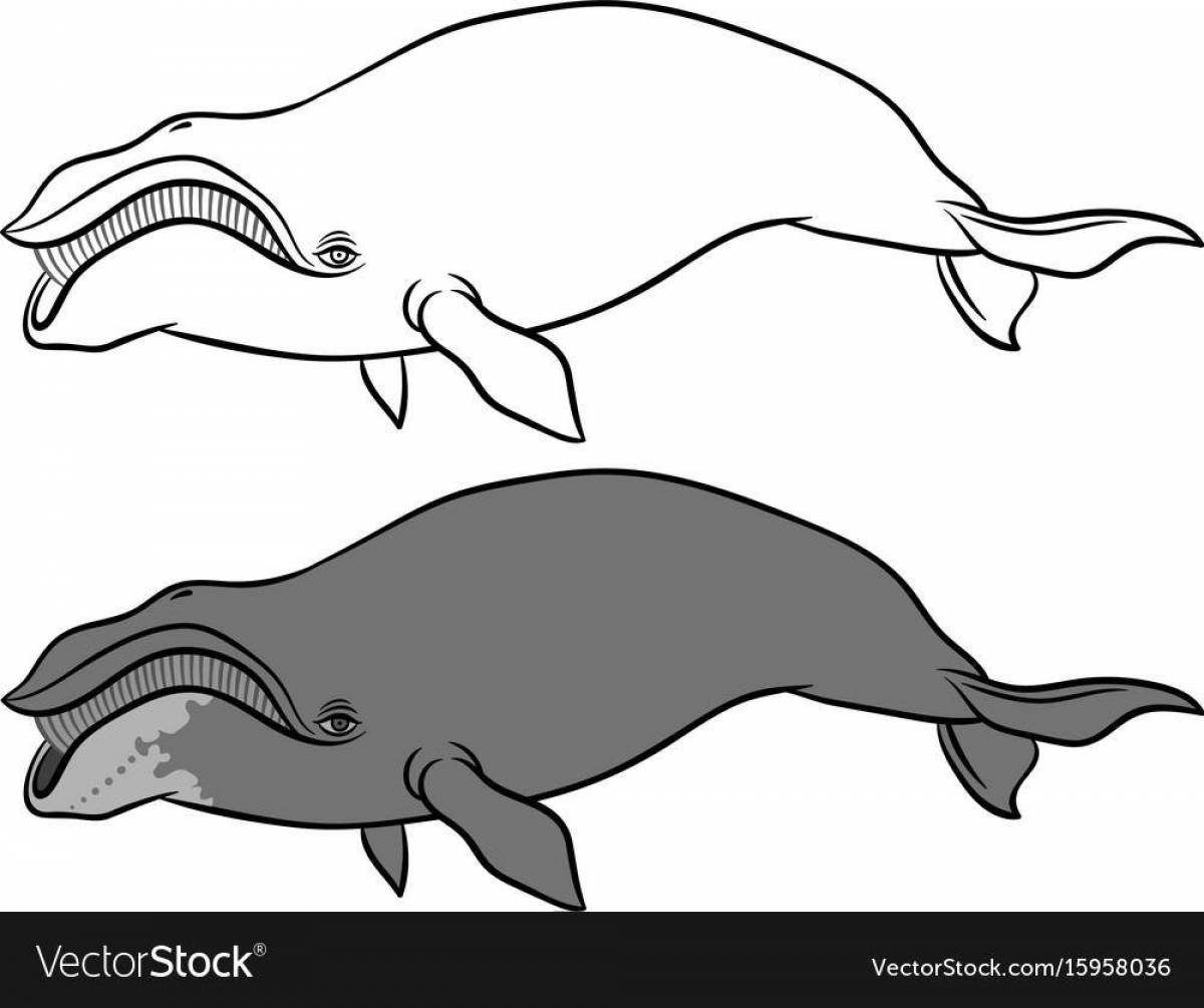 Impressive bowhead whale coloring page