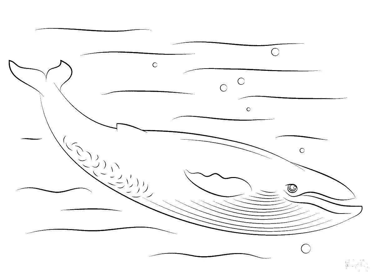 Coloring book of spectacular bowhead whale