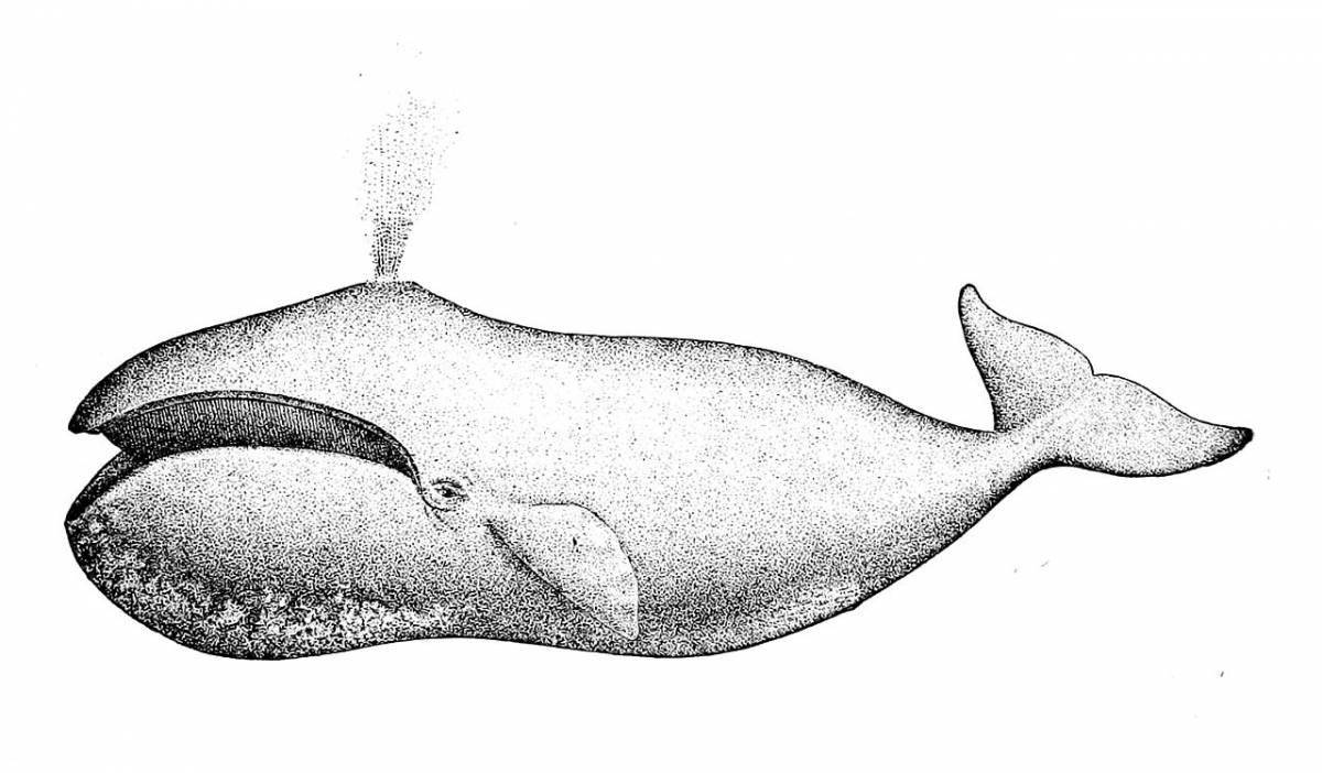 Раскраска ослепительный гренландский кит