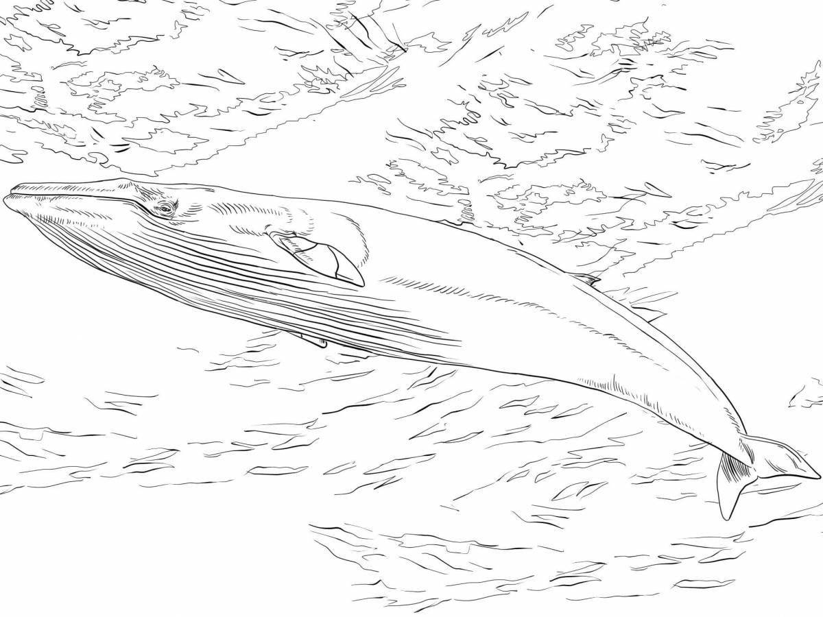 Coloring book perfect bowhead whale