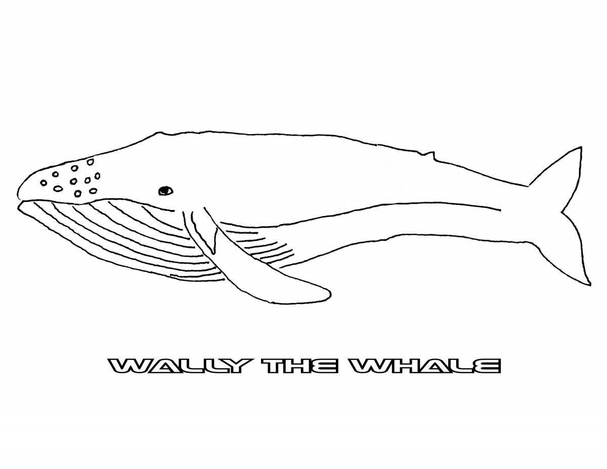 Coloring book divine bowhead whale