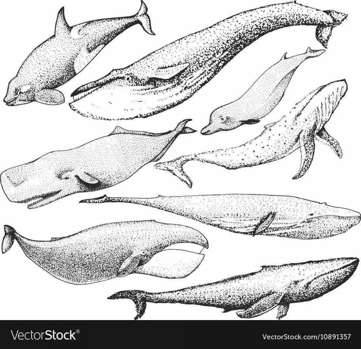 Coloring book excellent bowhead whale