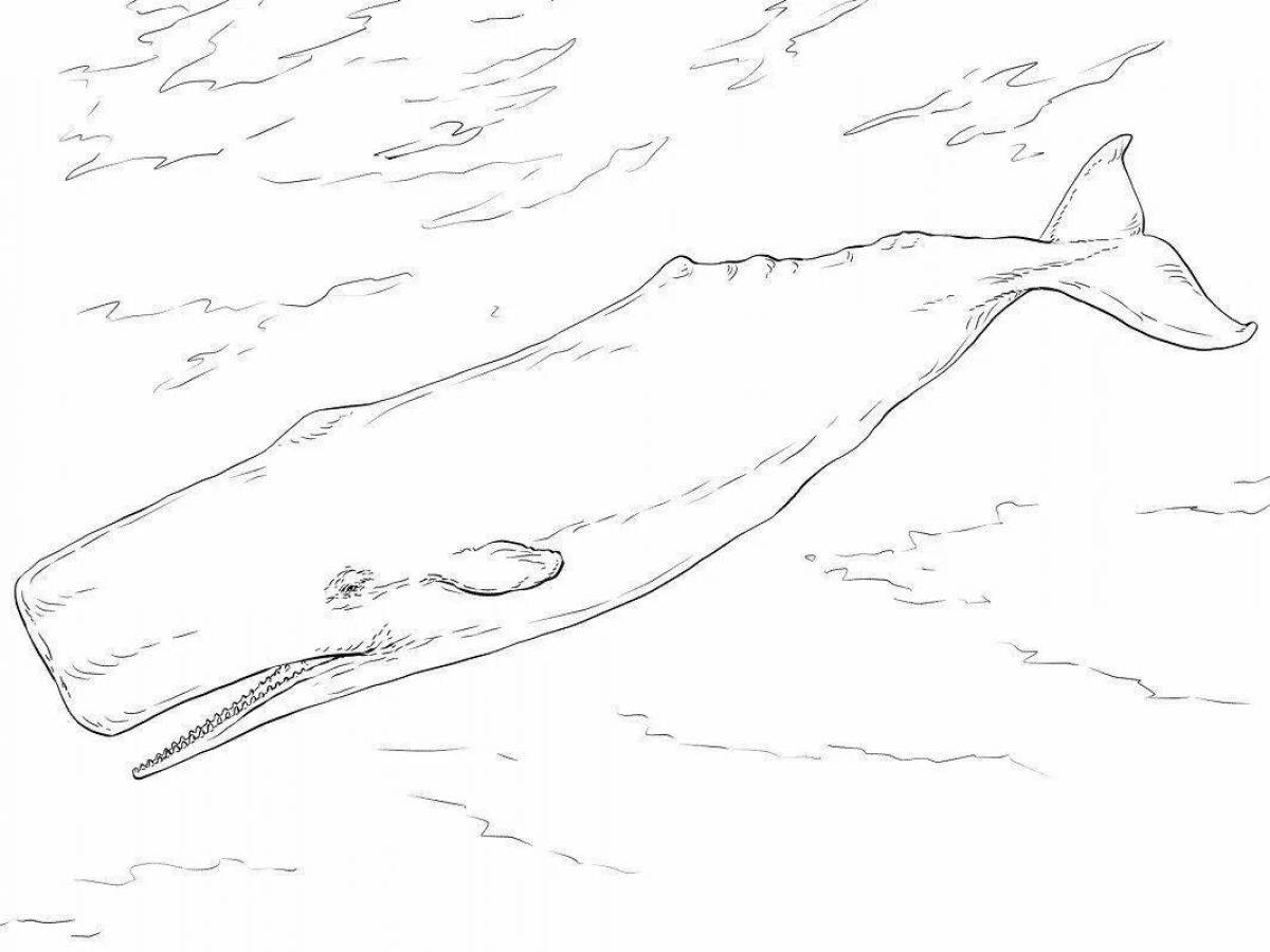 Coloring book outstanding bowhead whale