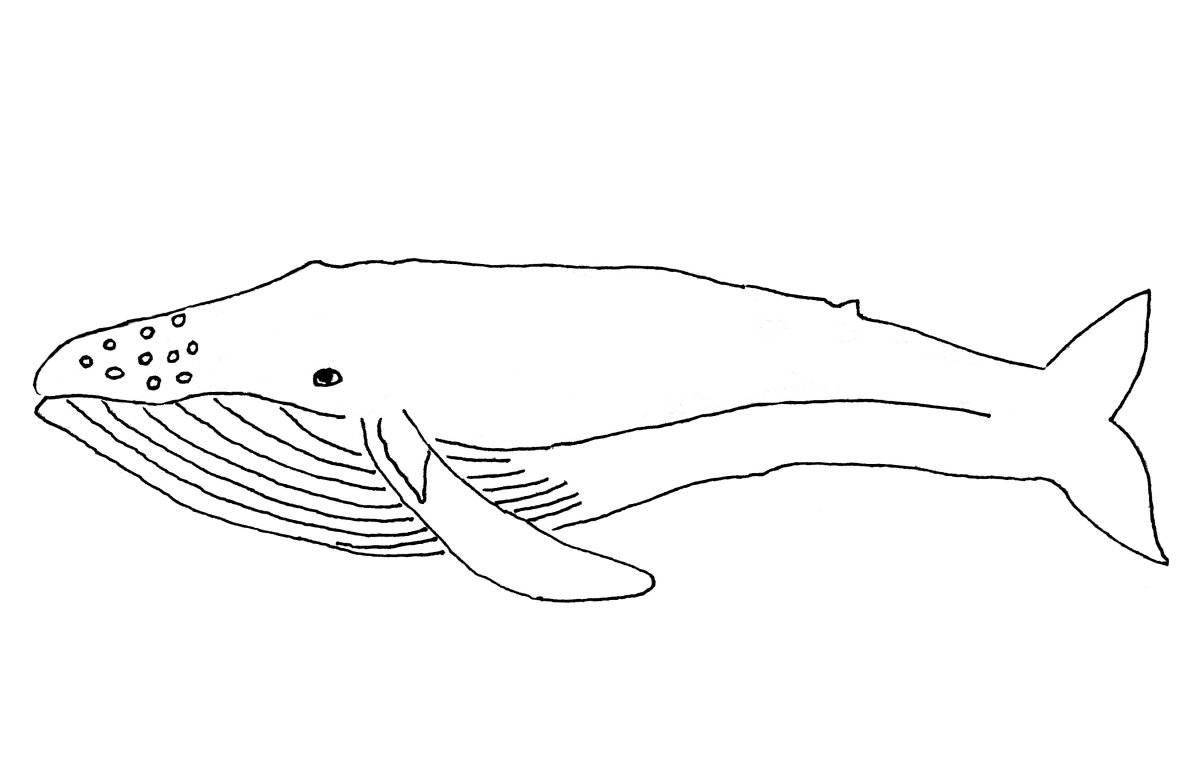 Bowhead whale #4