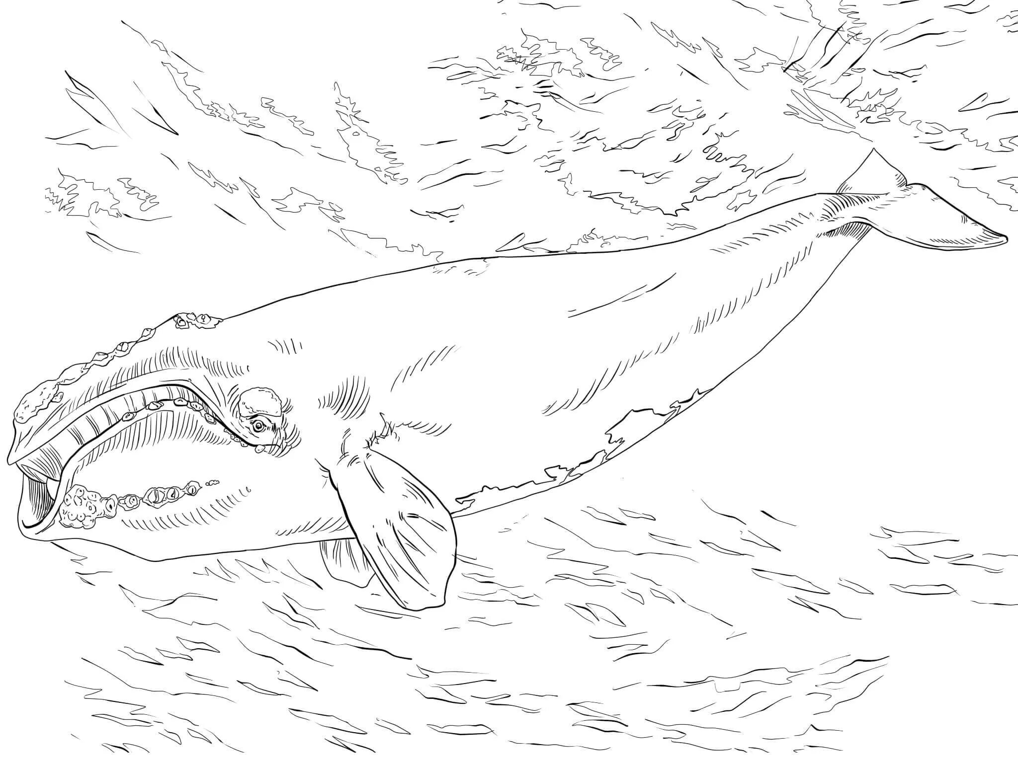 Bowhead whale #6