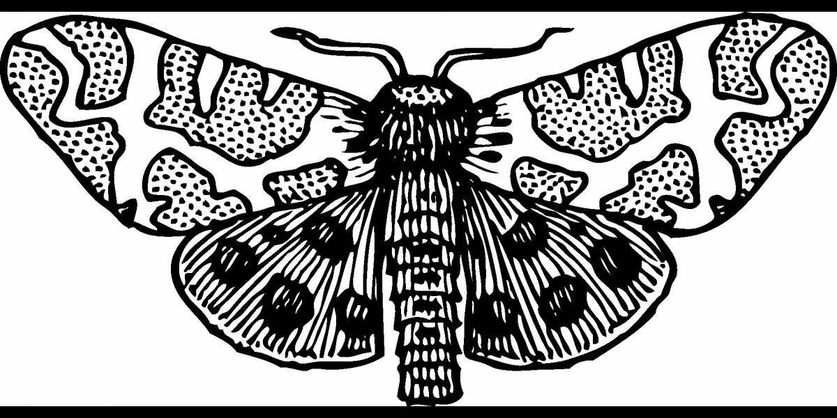 Sweet silkworm coloring