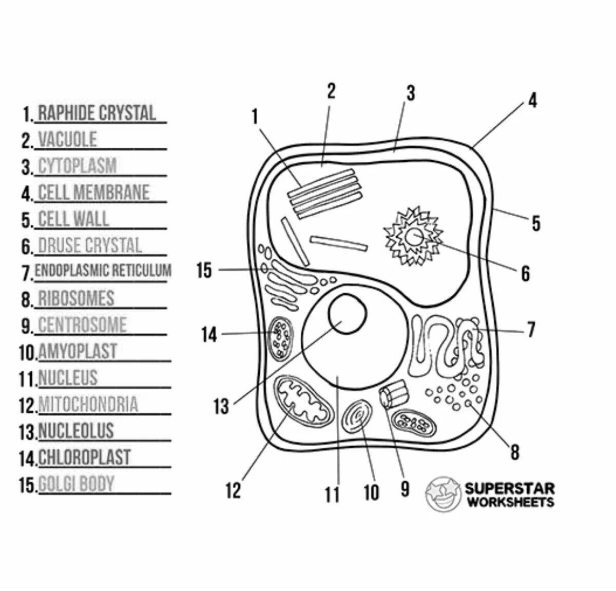 Colorful plant cell coloring page