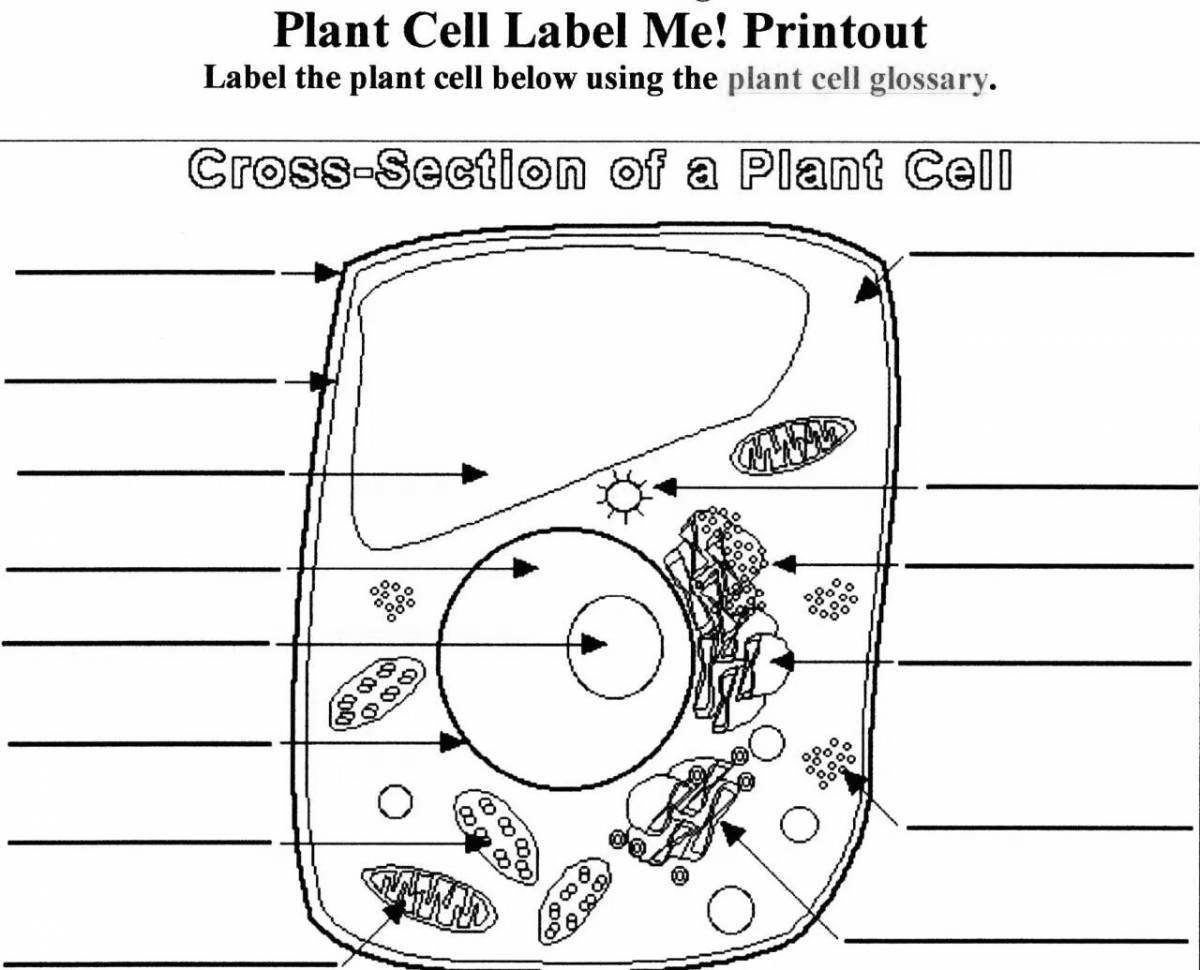Attractive plant cell coloring page