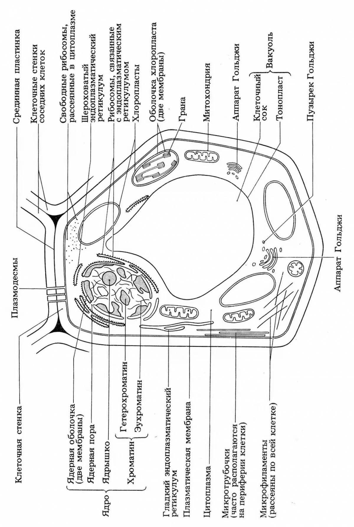 Tempting plant cell coloring page