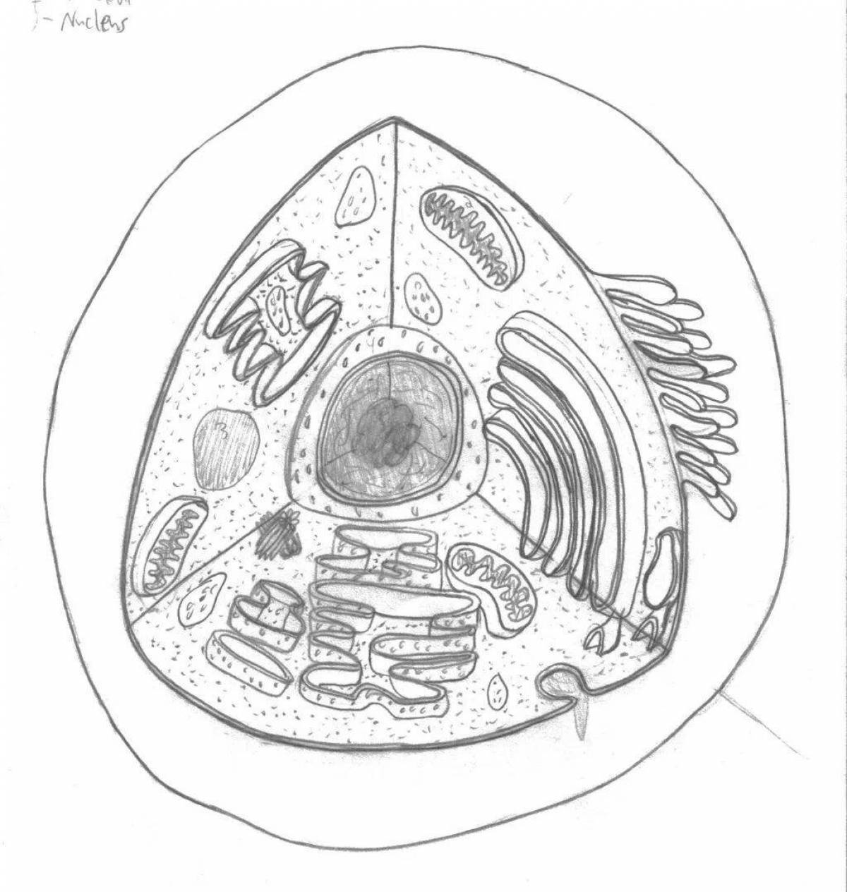 Brilliant plant cell coloring page