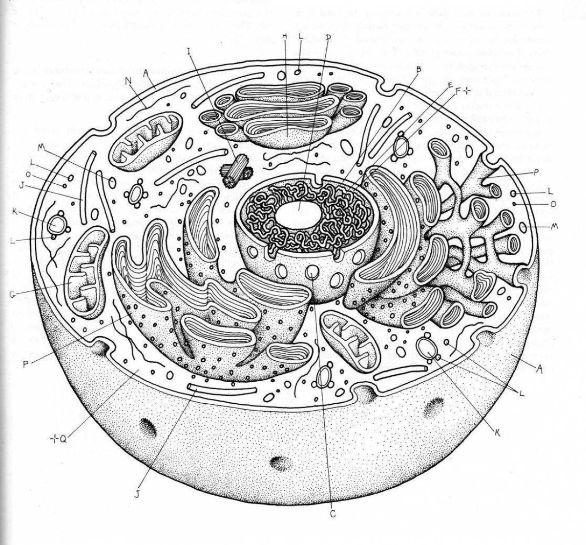 Playful plant cell coloring page