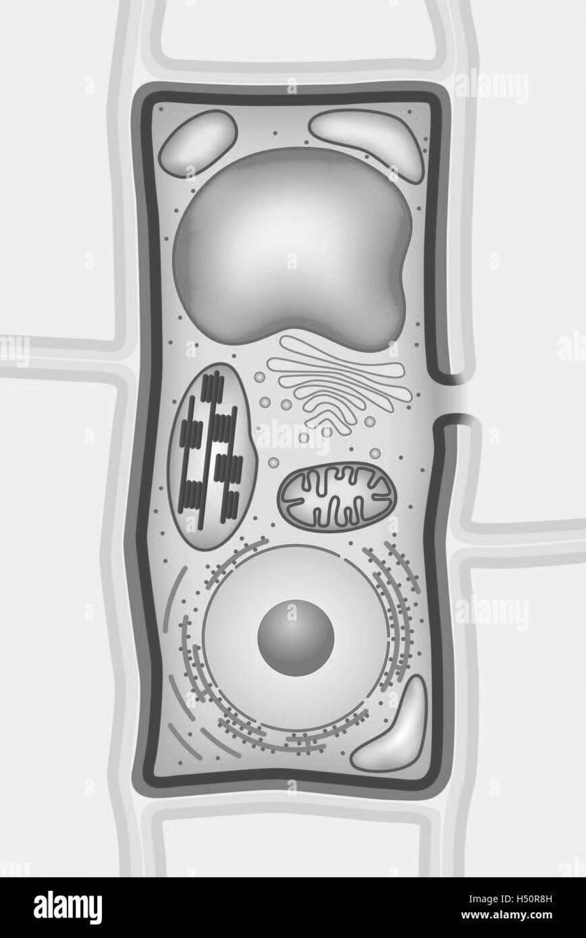 Comic plant cell coloring page