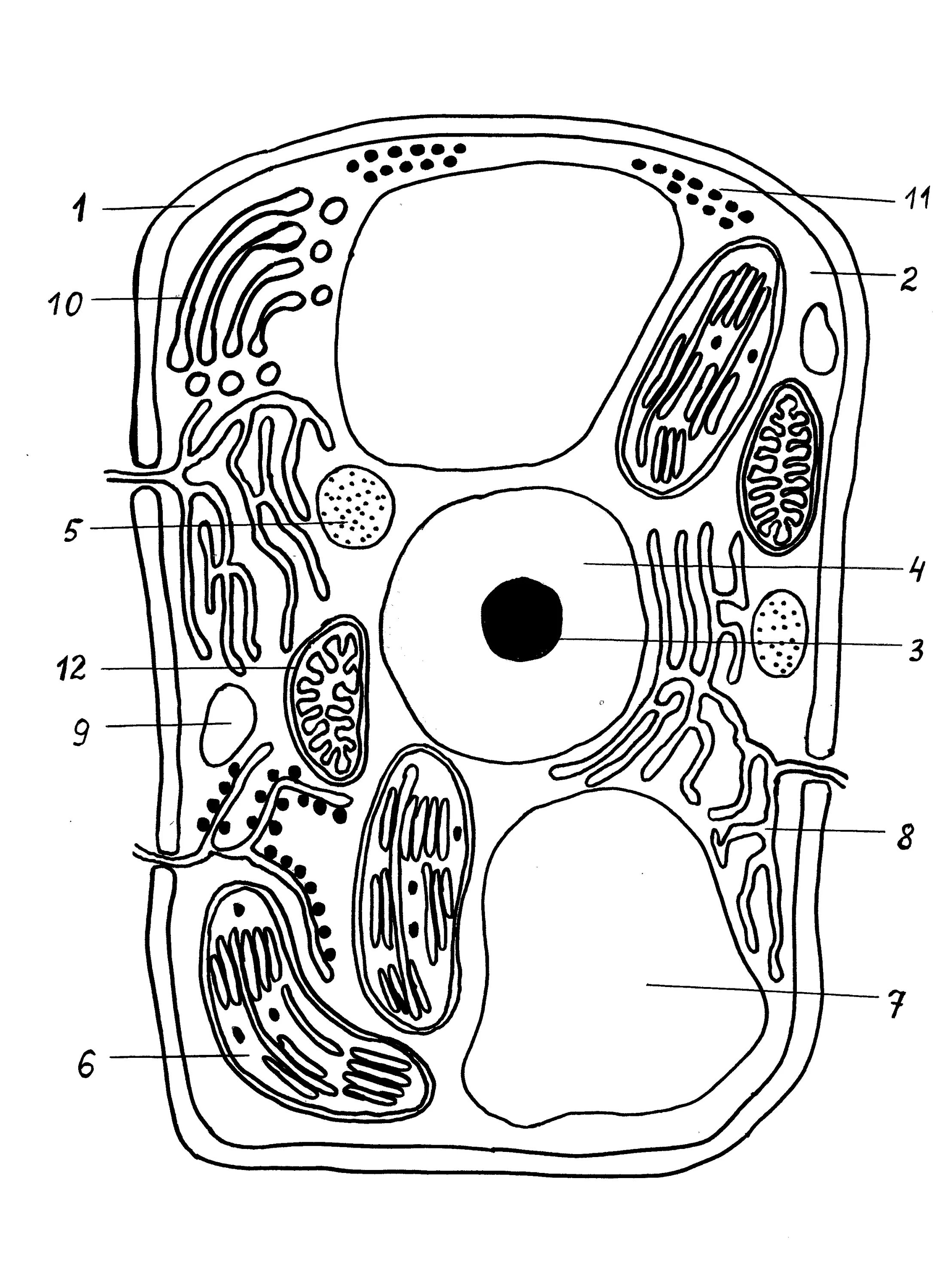 Coloring page of peaceful plant cells