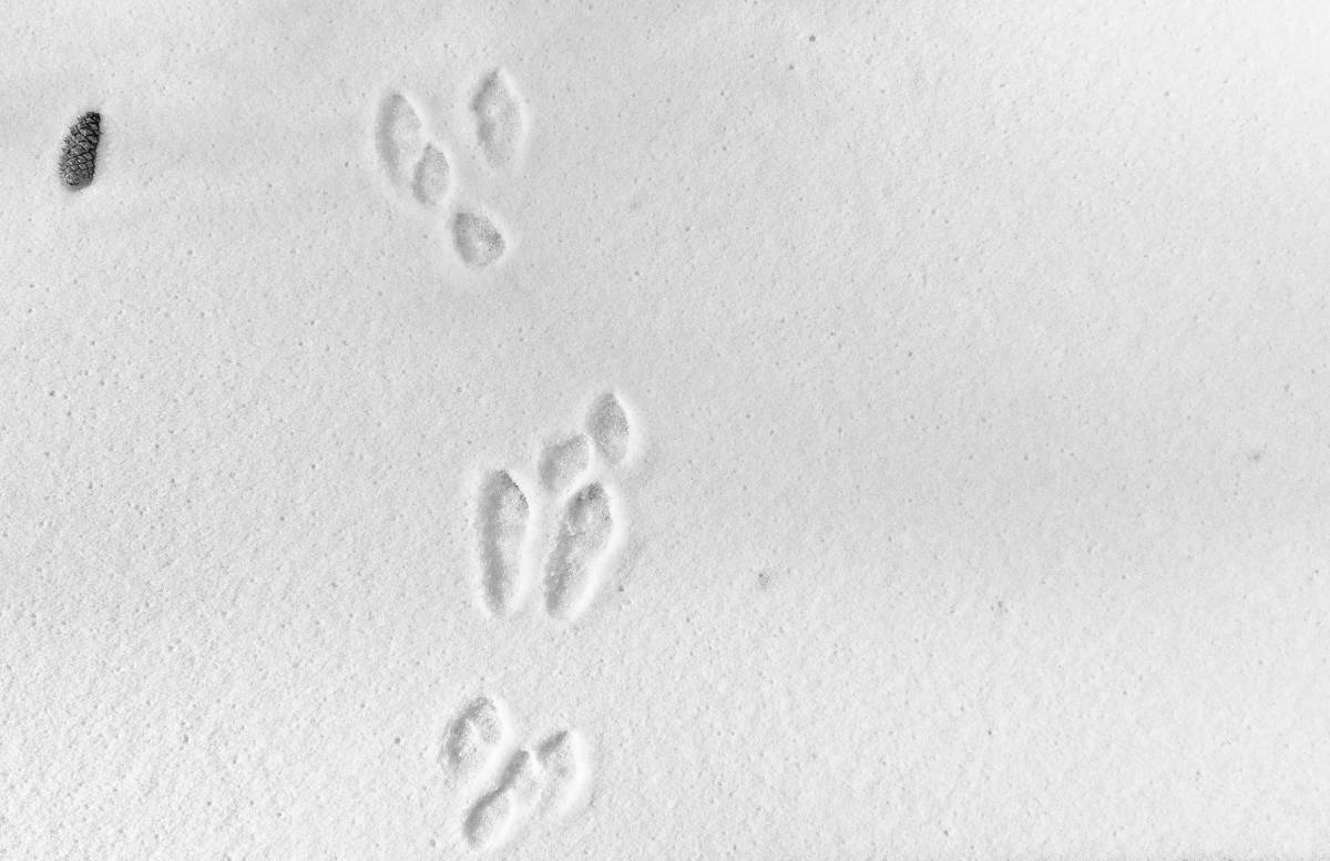 Не заячий след не распечатанное письмо. Следы зайца. Заячьи следы на снегу картинки. Следы зайца на снегу рисунок. Следы зайца раскраска.