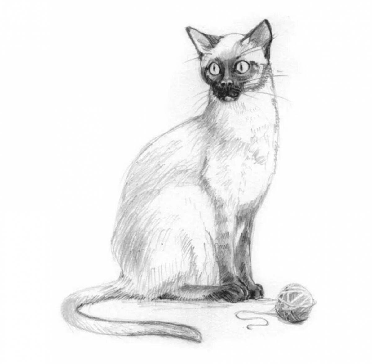 Очаровательная сиамская кошка-раскраска