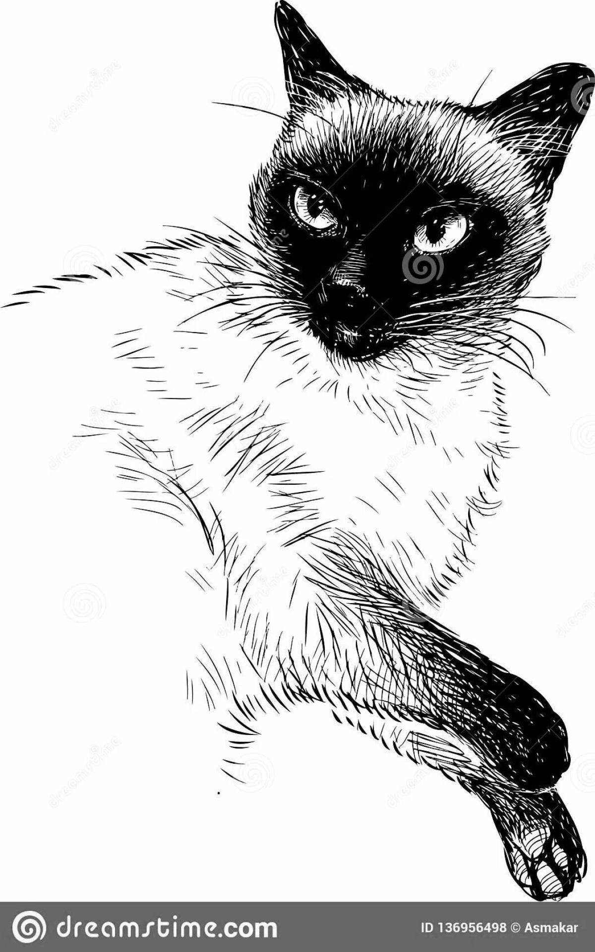 Coloring page ferocious Siamese cat