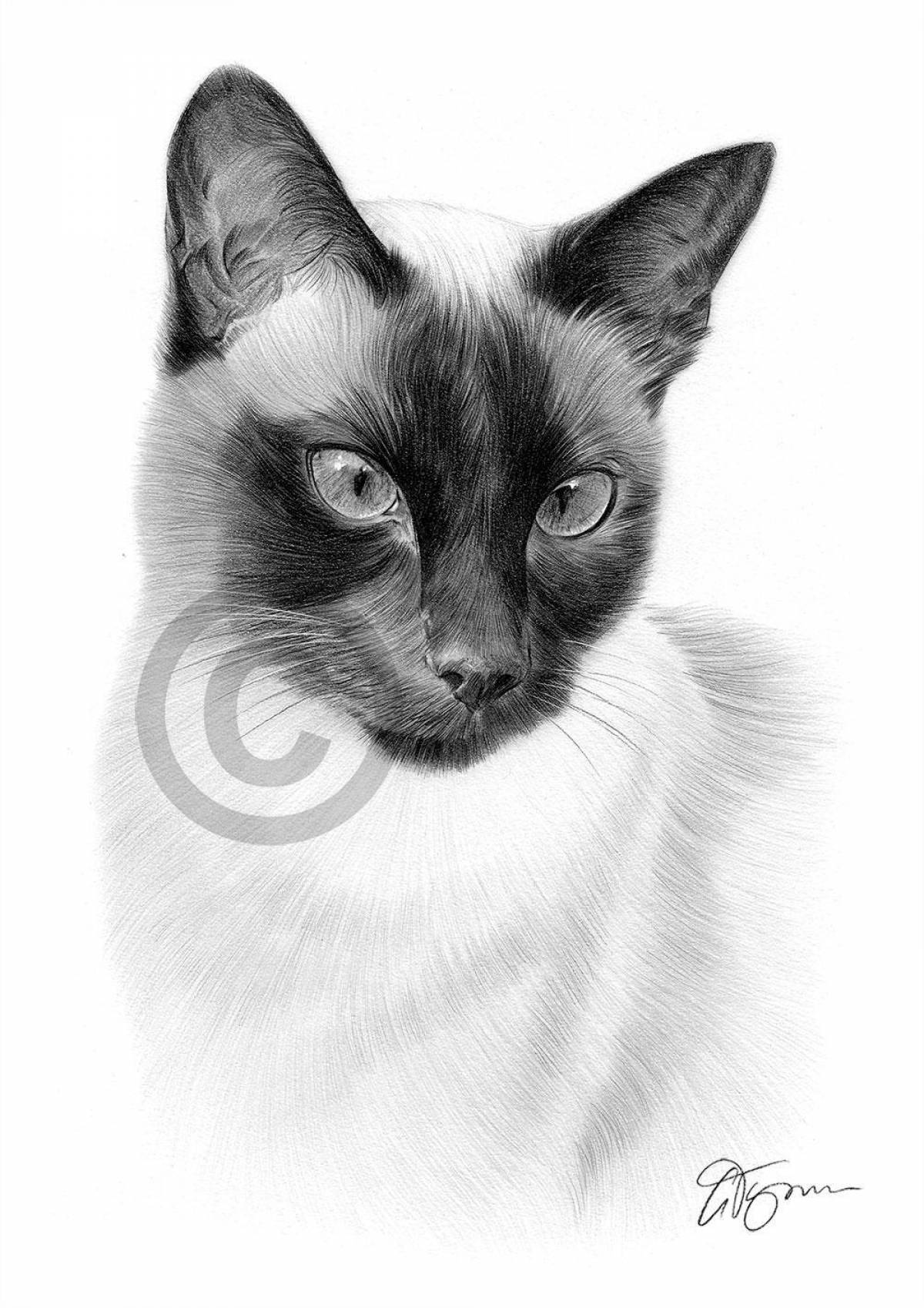 Elegant Siamese cat coloring book