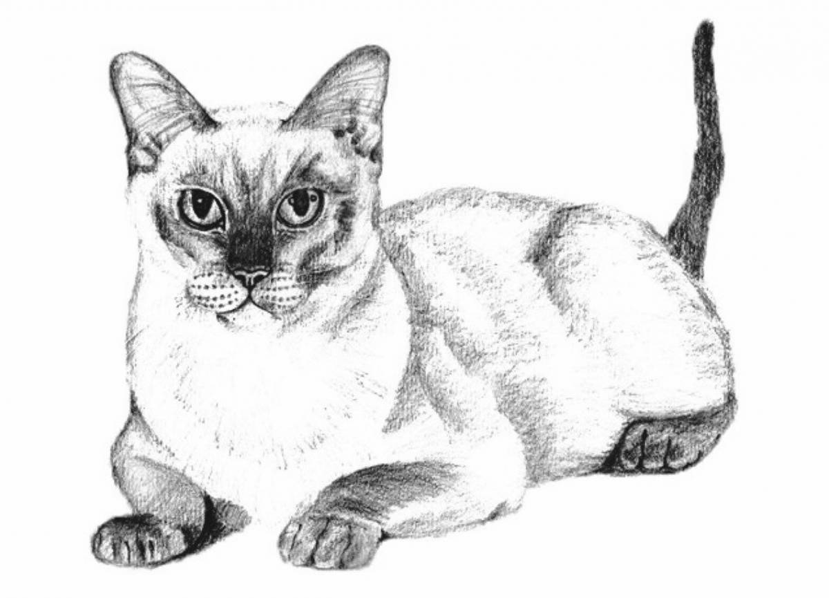Красочная страница раскраски сиамской кошки