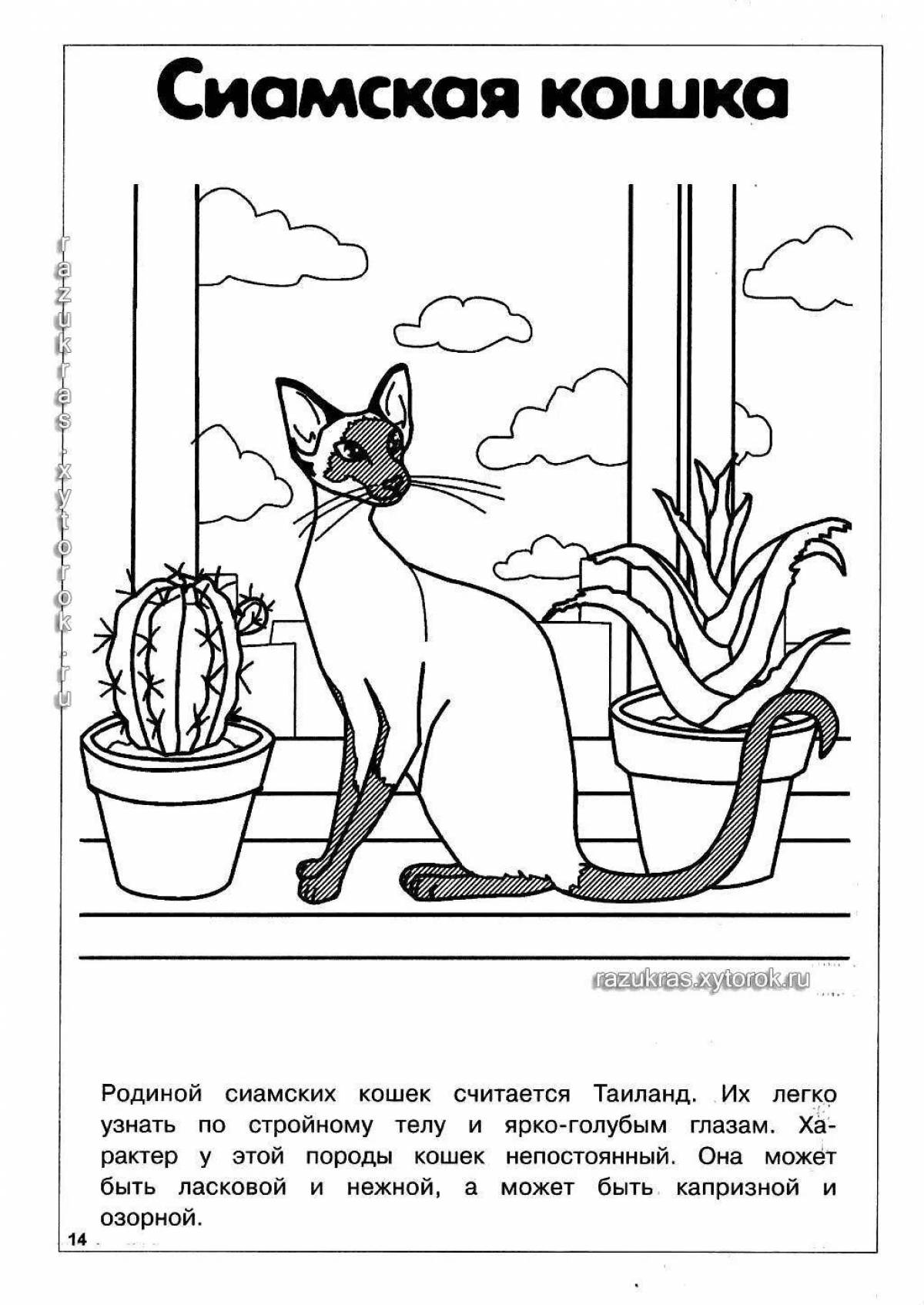 Coloring book inquisitive siamese cat