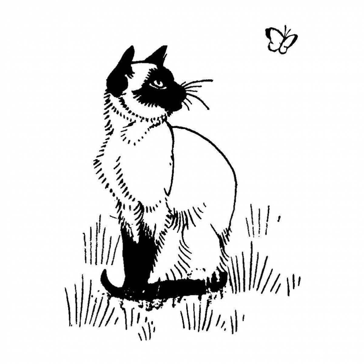 Раскраска любопытная сиамская кошка