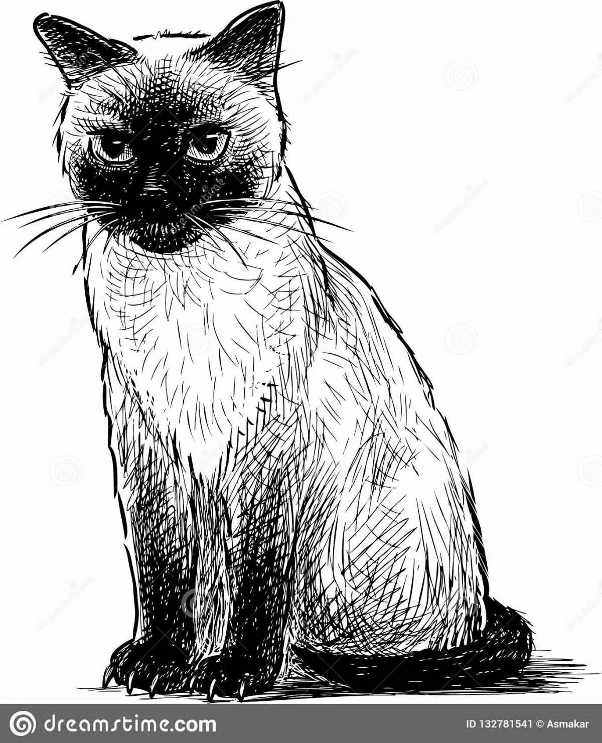 Раскраска мягкая сиамская кошка