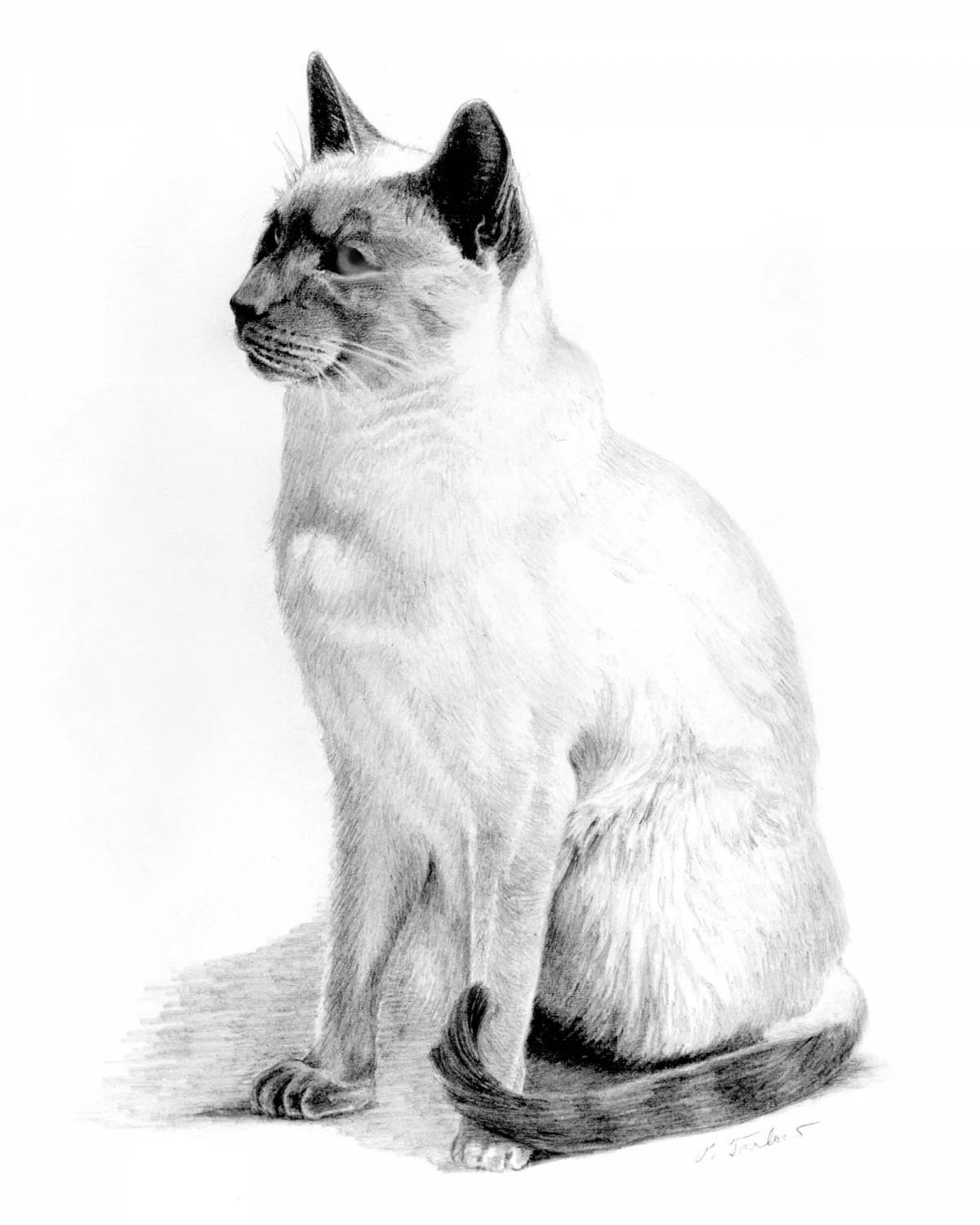 Coloring book playful siamese cat