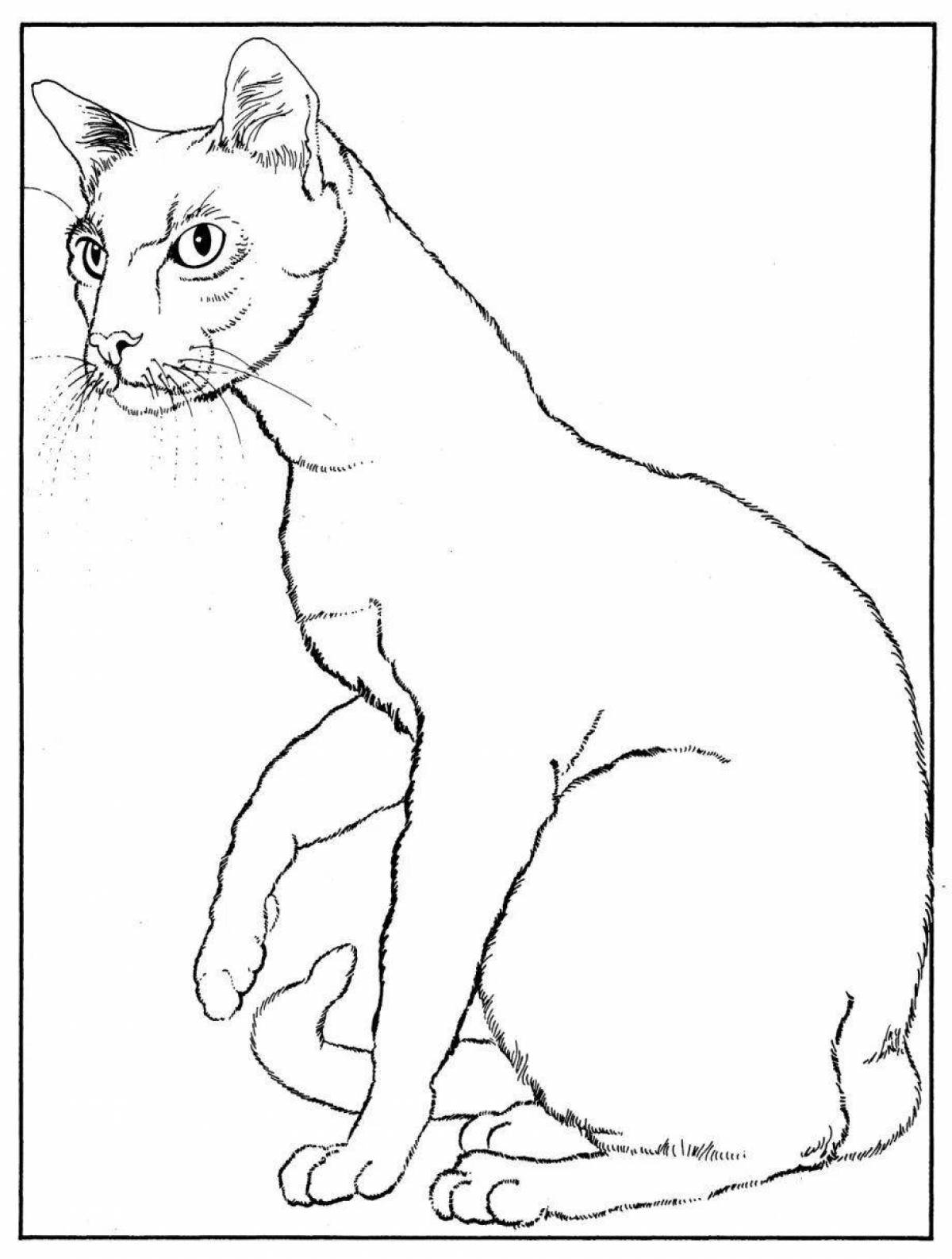 Fancy Siamese cat coloring page