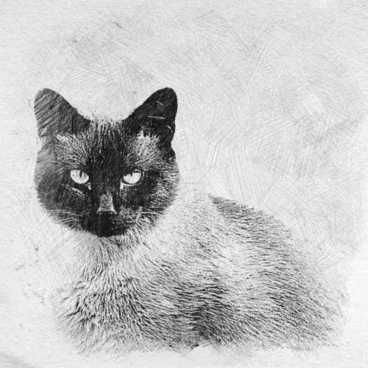 Coloring page cute siamese cat