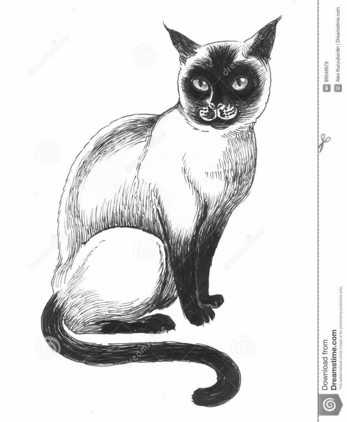 Раскраска веселый сиамский кот