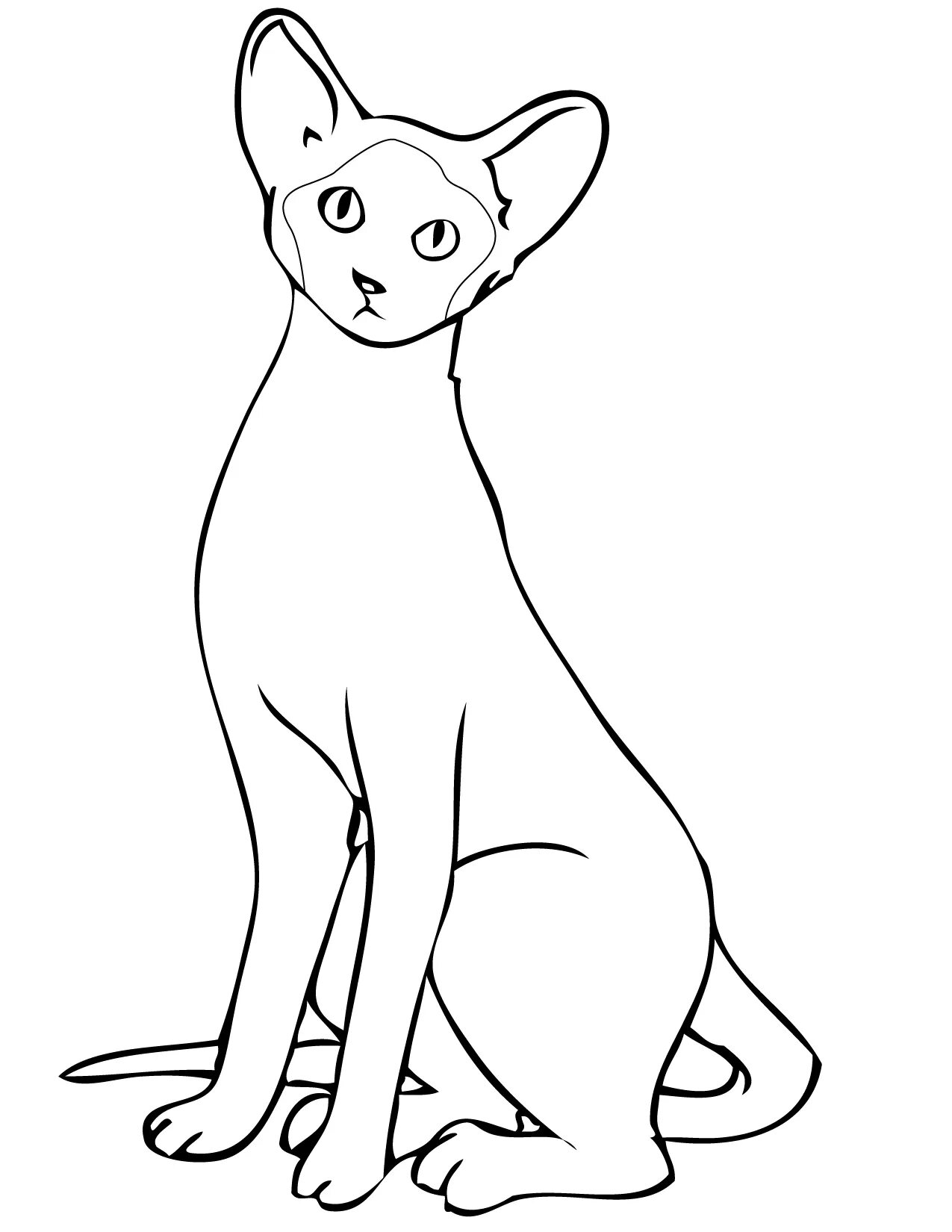 Siamese cat #1