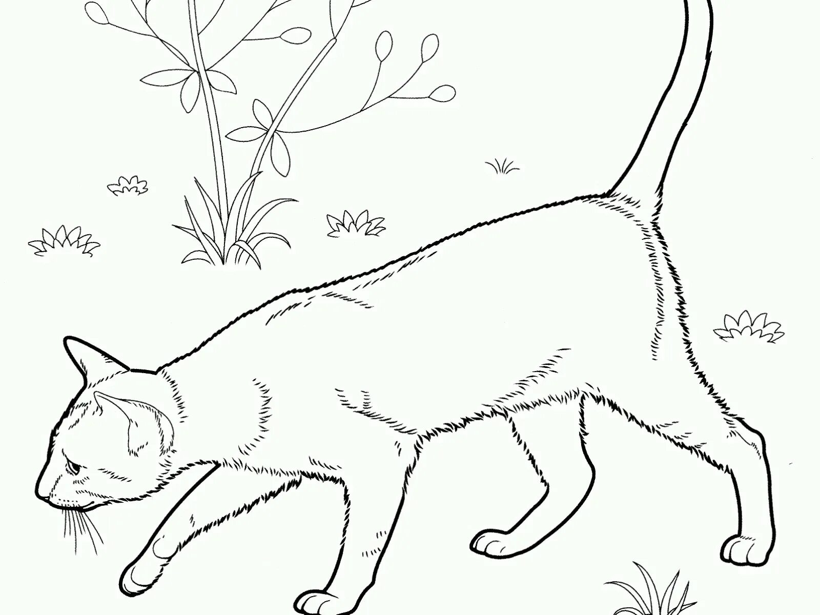 Siamese cat #2