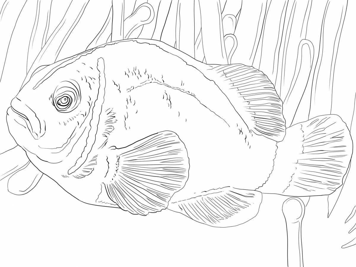 Coloring book witty clownfish